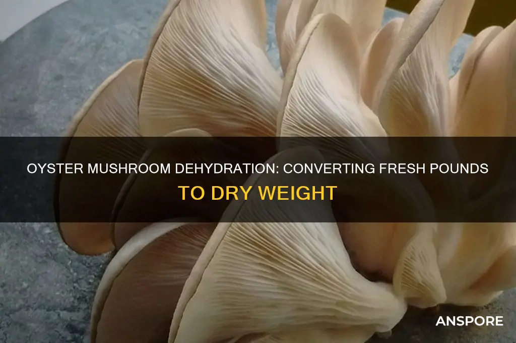 how pounds of oyster mushroom make a dry pound