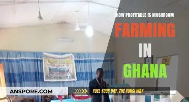 Mushroom Farming: Ghana's Profitable Agricultural Venture