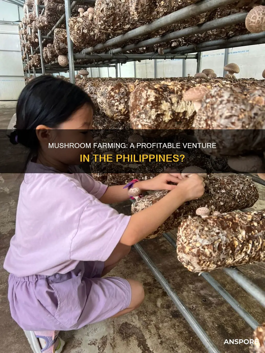 how profitable is mushroom farming in the philippines