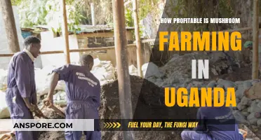 Mushroom Farming in Uganda: A Profitable Venture?