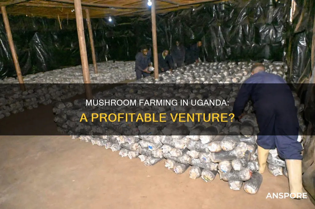 how profitable is mushroom farming in uganda
