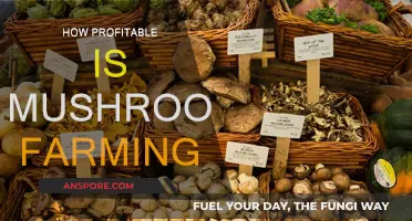 Mushroom Farming: A Lucrative Business Venture?