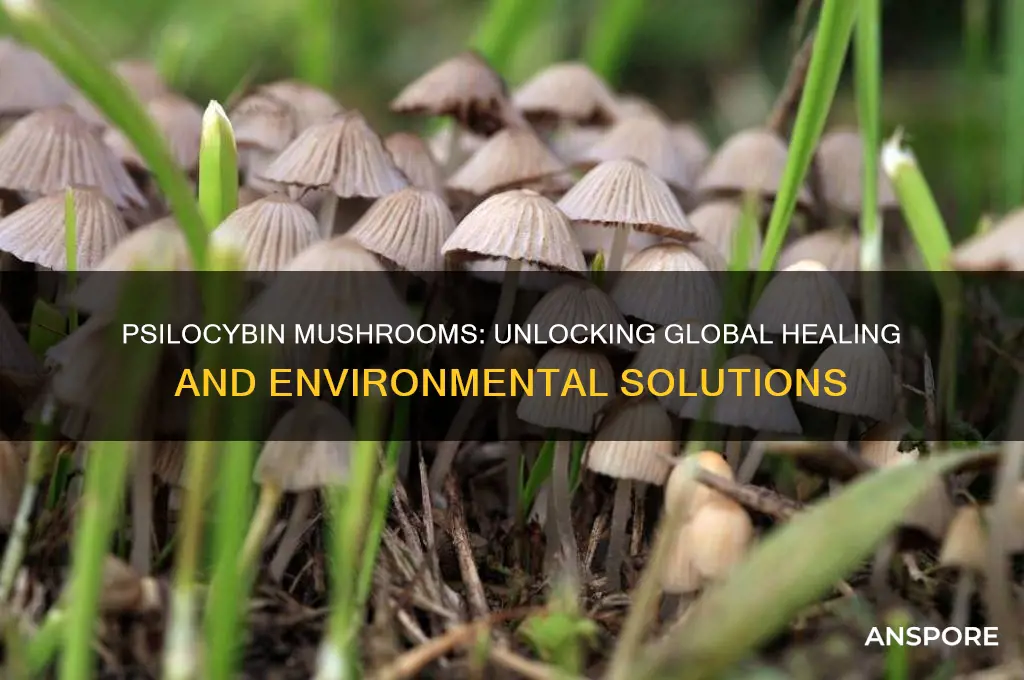 how psilocybin mushrooms can help save the world