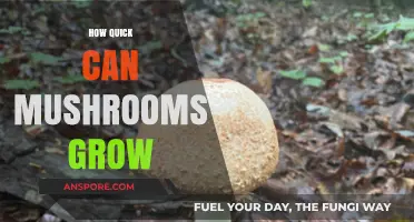 Rapid Mushroom Growth: Unveiling the Secrets of Their Speedy Development