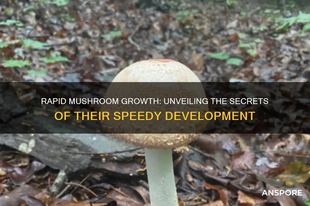 how quick can mushrooms grow