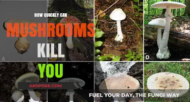 Deadly Mushrooms: How Fast Can They Turn Fatal?