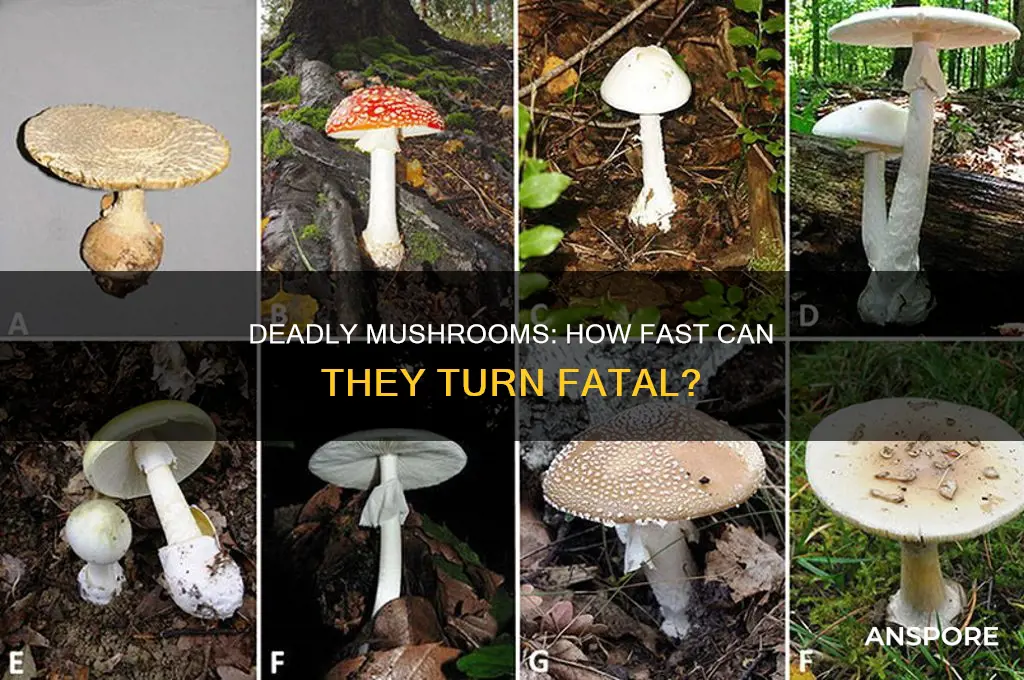 how quickly can mushrooms kill you