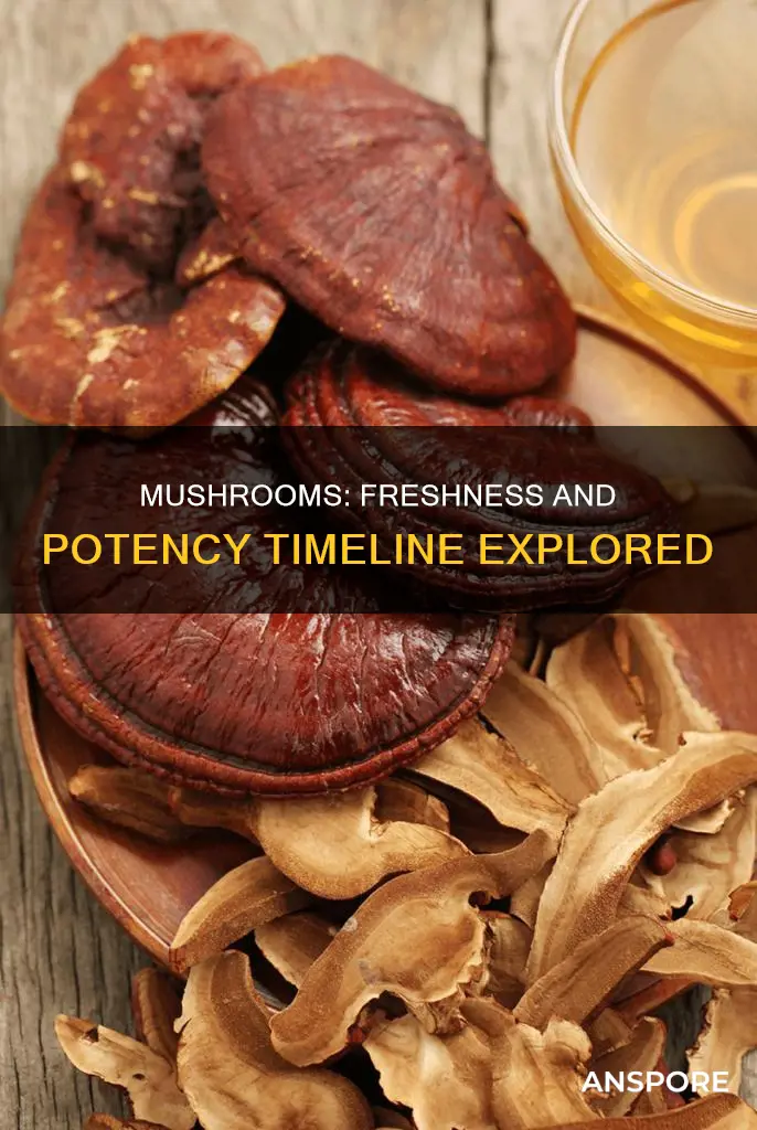how quickly do mushrooms lose potency