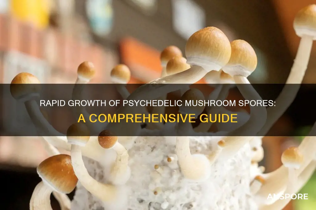 how quickly do spores grow psychedleic mushrooms