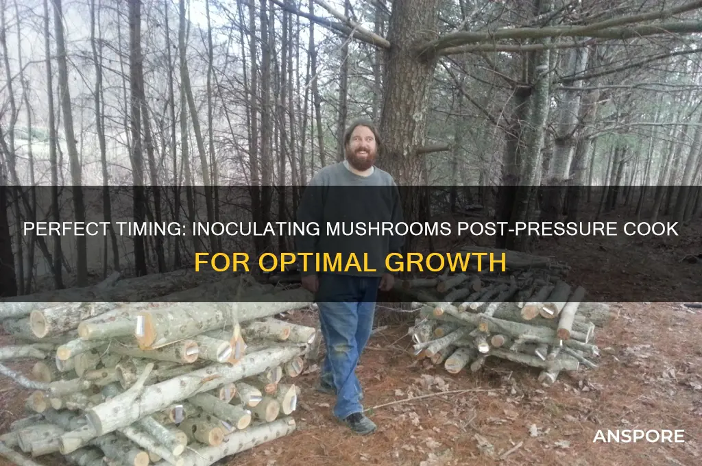 how quickly do you inoculate mushrooms after pressure cook