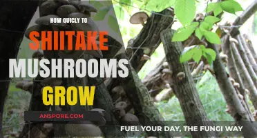 Shiitake Mushrooms Growth Speed: How Quickly Do They Develop?