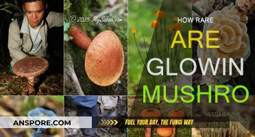 The Mystifying World of Glowing Mushrooms