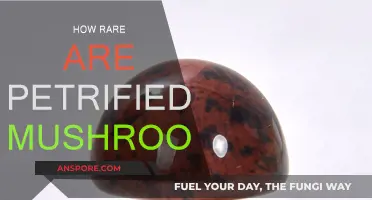 Petrified Mushrooms: Nature's Rare and Beautiful Oddities