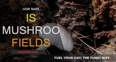 Mushroom Fields: A Rare and Beautiful World
