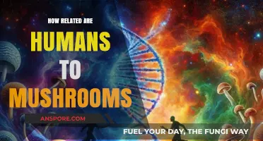 Mushrooms and Humans: Our Surprising Similarities and Connections