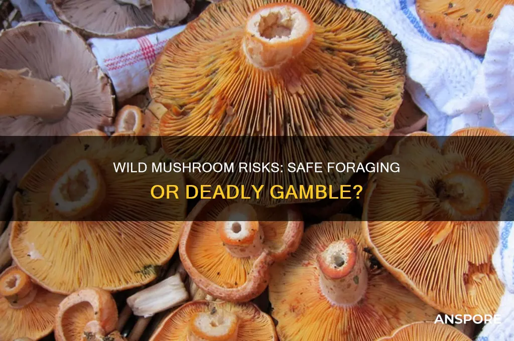 how risky is it to eat wild mushrooms