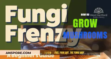 Mastering Mushroom Cultivation: A Beginner's Guide to Growing Mushrooms