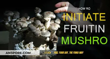 Initiating Mushroom Fruiting: A Beginner's Guide to Success