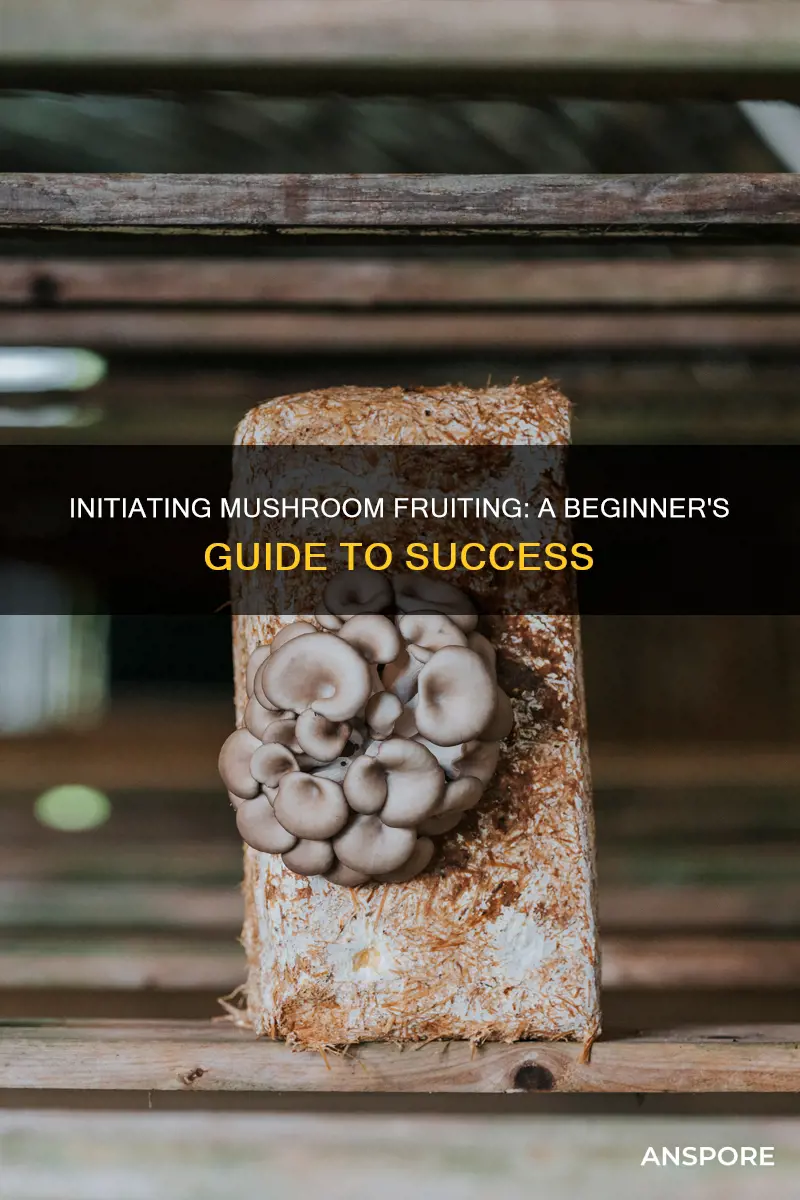how ro initiate fruiting mushrooms
