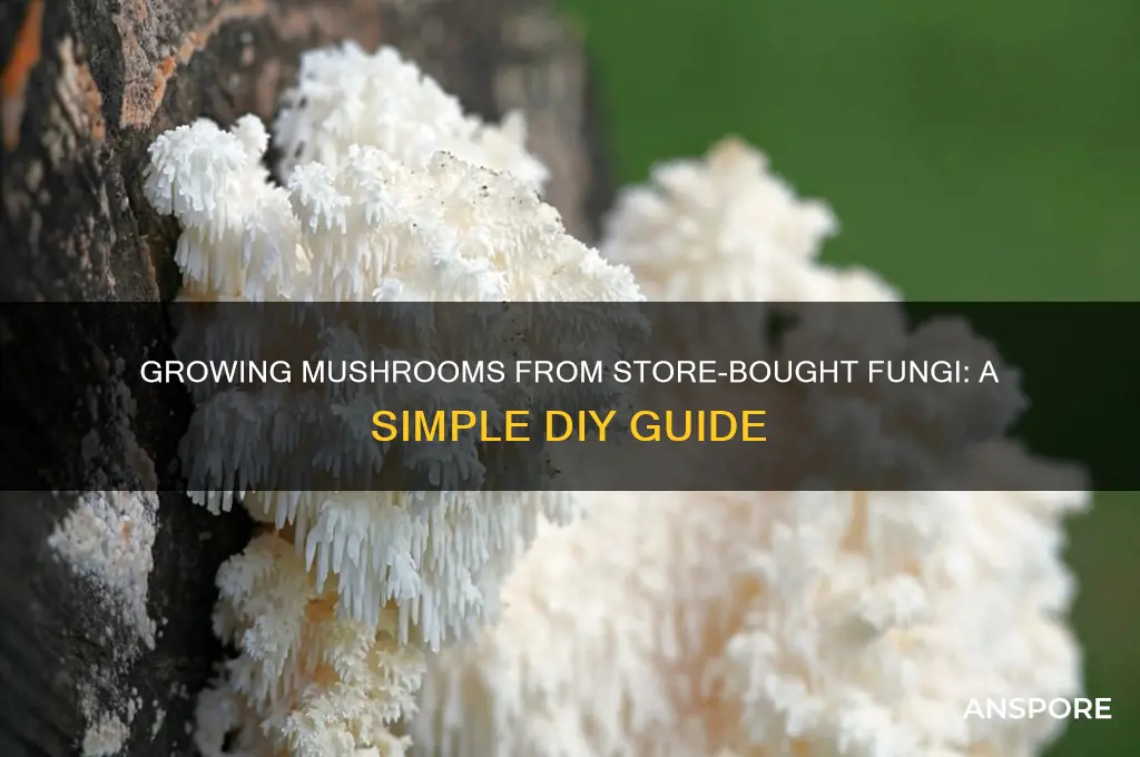 how ro make mushroom seeds from mushrooms from a supermatket