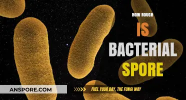 Unraveling the Extreme Durability of Bacterial Spores: A Microscopic Survival Guide