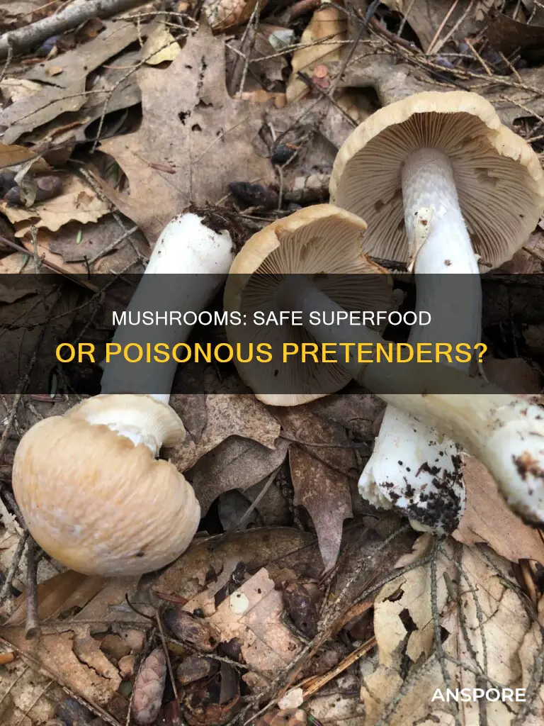 how safe are mushrooms