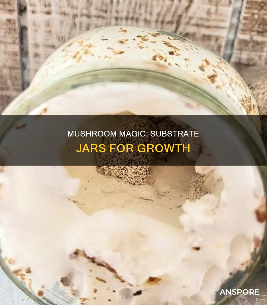 how seed substrate jars mushrooms