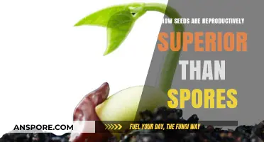 Seeds vs. Spores: Unlocking Superior Reproductive Advantages in Plants