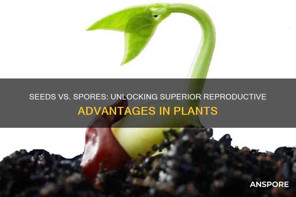 how seeds are reproductively superior than spores