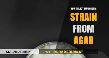 Selecting Mushroom Strains: Agar Techniques
