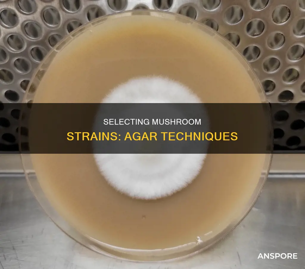 how select mushroom strain from agar