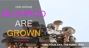 Shiitake Mushrooms: Secrets of Their Growth