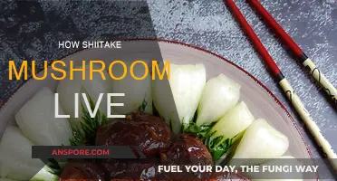Shiitake Mushrooms: Their Life and Secrets