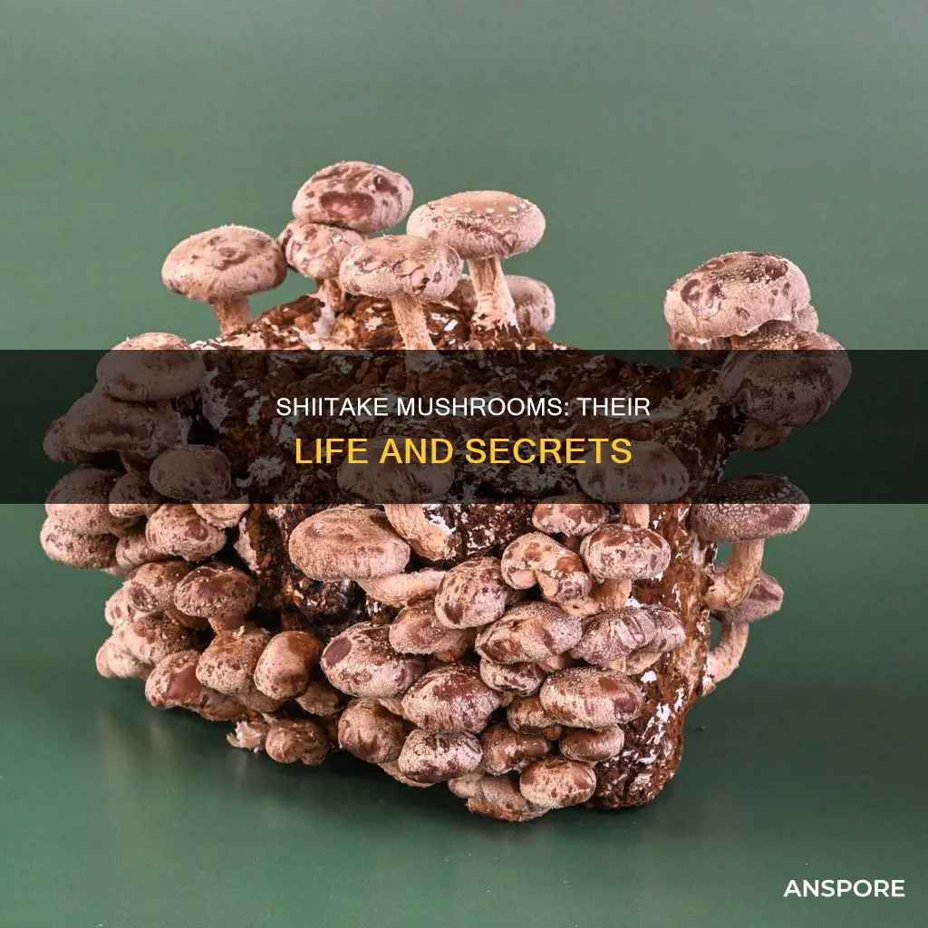 how shiitake mushrooms live