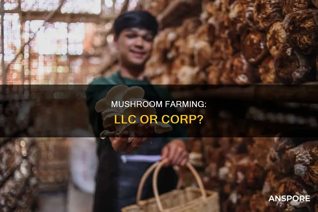 how should a mushrooms farm filed as llc or corp