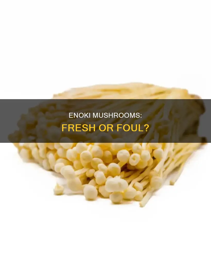 how should enoki mushrooms smell