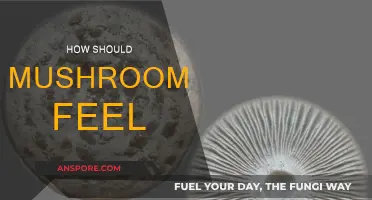 Mushroom Texture: What to Expect