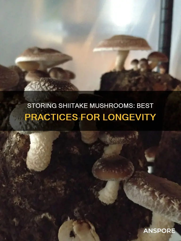 how should shiitake mushrooms be stored