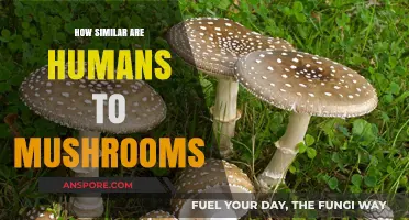 Mushrooms and Humans: What's the Common Link?