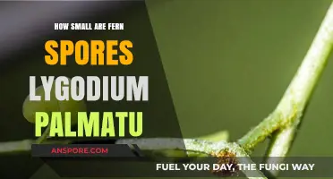 Unbelievably Tiny: The Astonishing Size of Lygodium palmatum Fern Spores