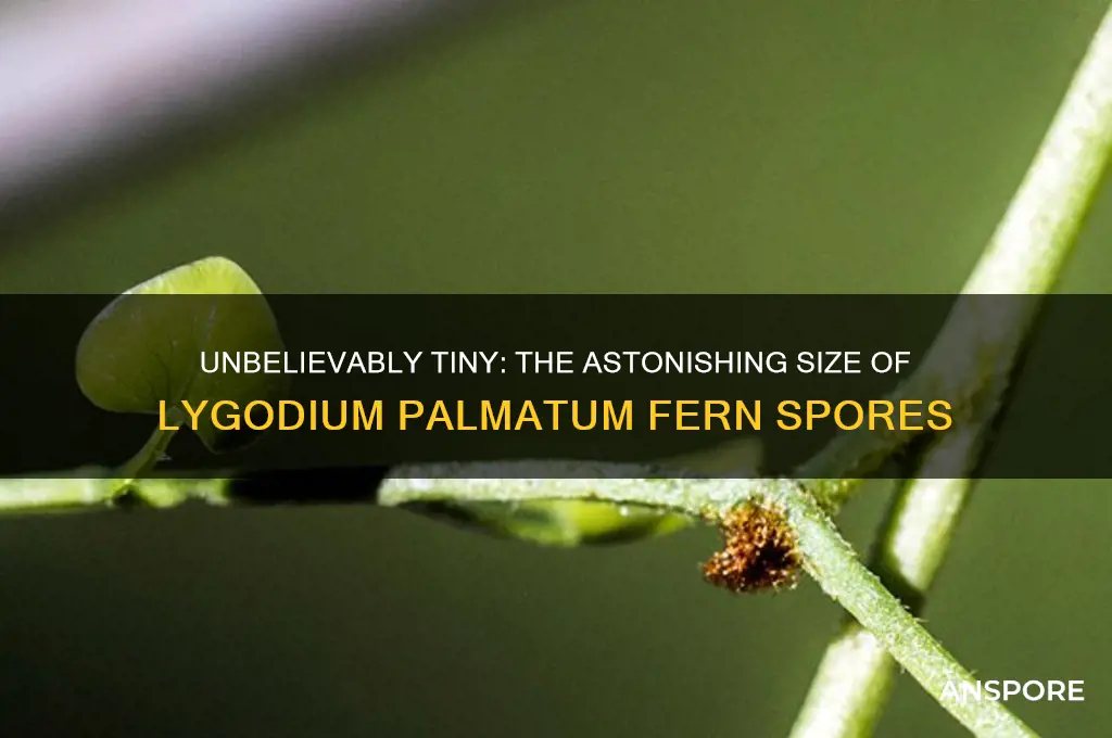 how small are fern spores lygodium palmatu