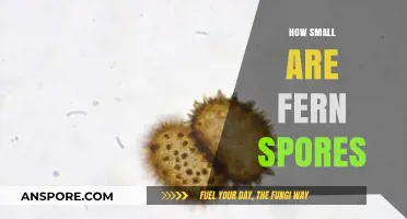 Unbelievably Tiny: Exploring the Microscopic World of Fern Spores