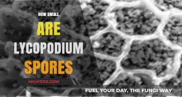 Unbelievably Tiny: Exploring the Microscopic Size of Lycopodium Spores