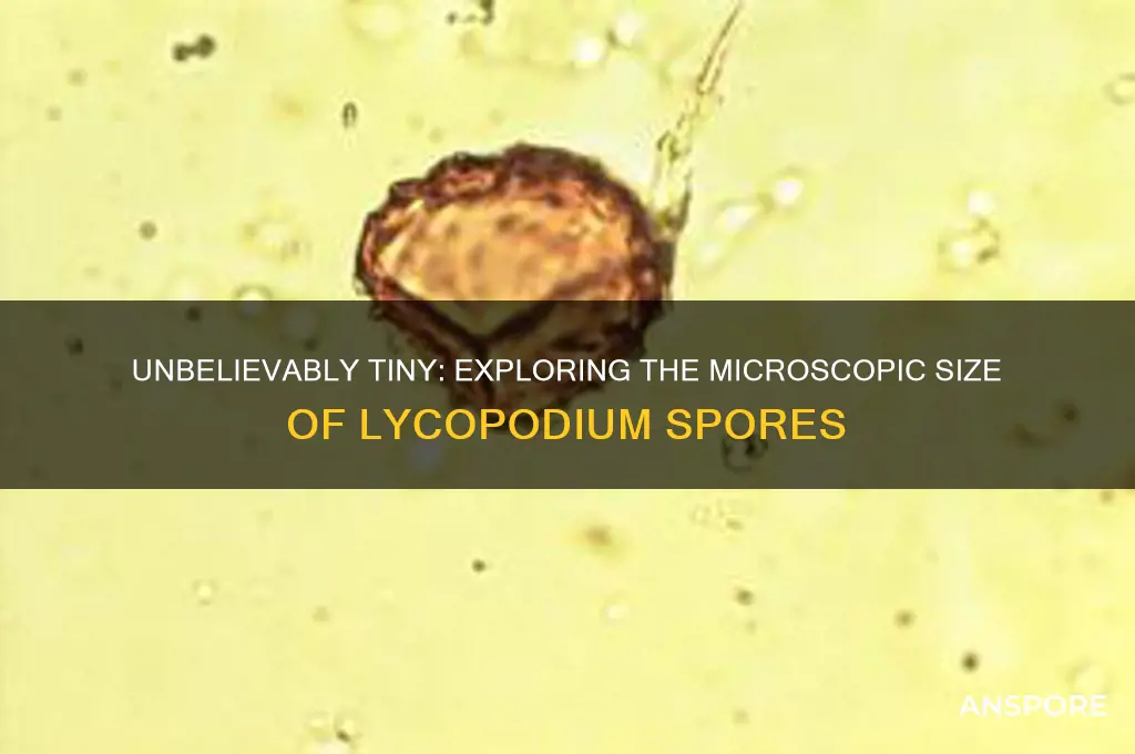 how small are lycopodium spores