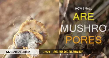 The Microscopic World of Mushroom Pores