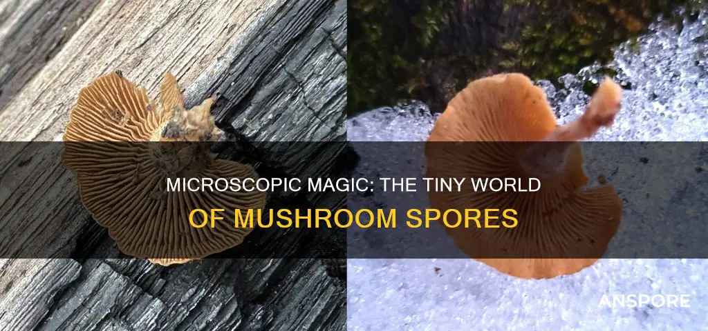 how small are mushroom spores