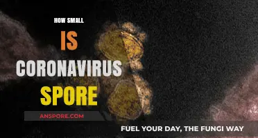 Unveiling the Microscopic Size of Coronavirus Particles: A Detailed Look