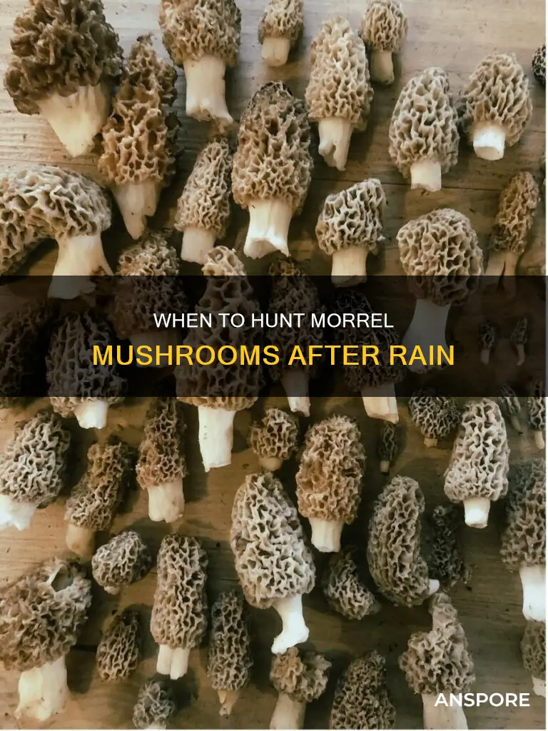 how soon after rain for morrel mushrooms
