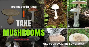 Post-Flu Mushroom Use: Timing and Safety Considerations Explained