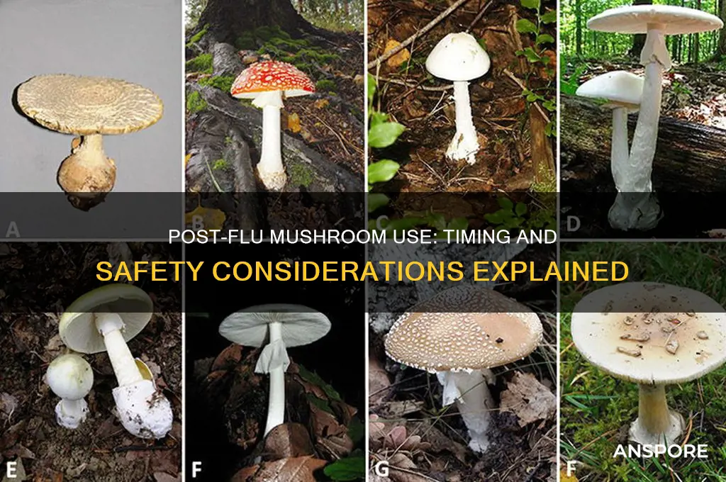 how soon after the flu can i take mushrooms